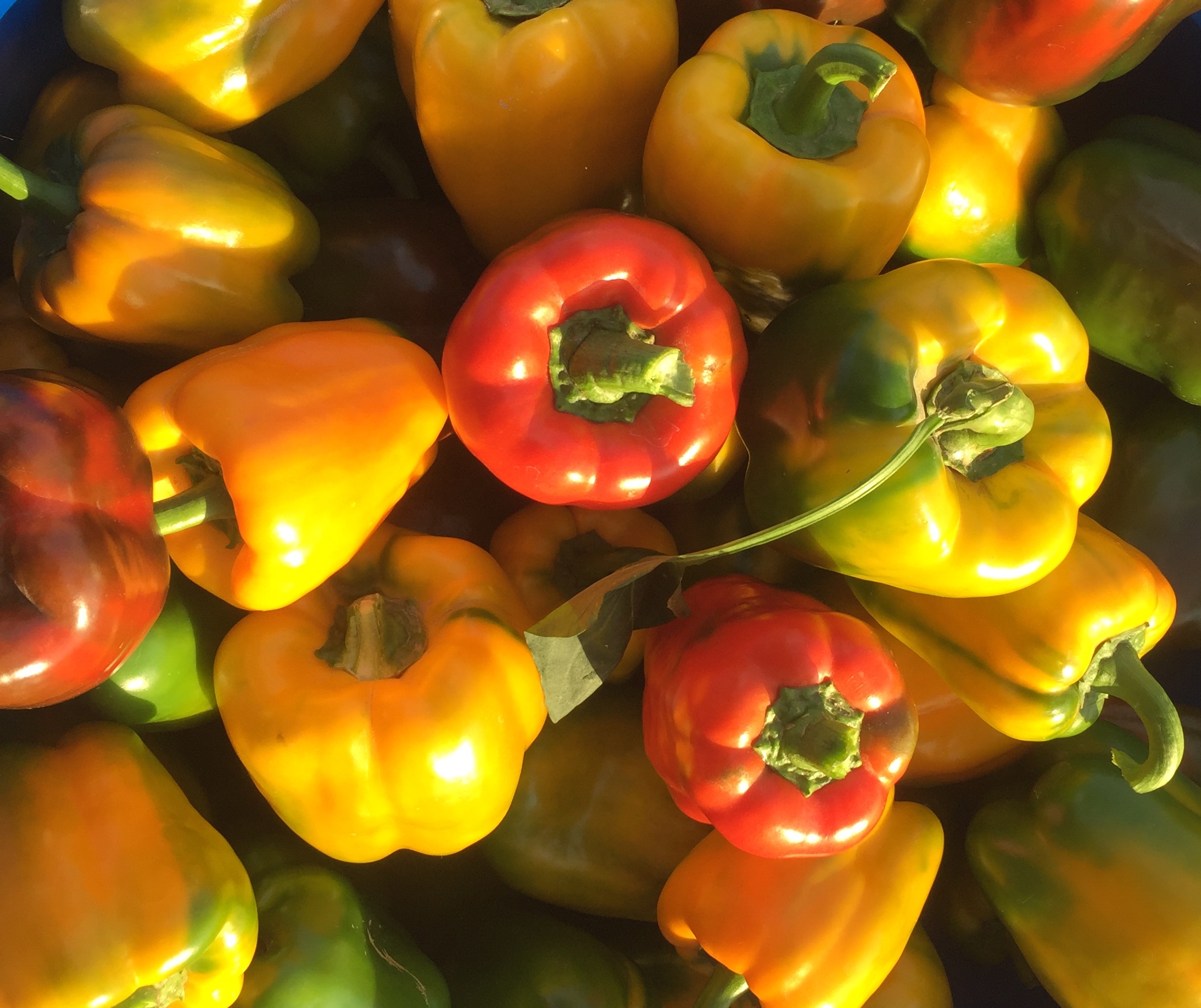 Organic Bell Pepper